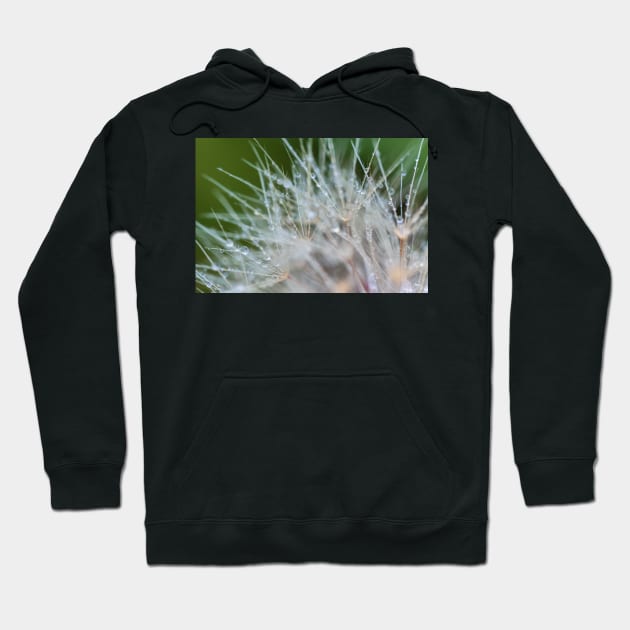 Water dew on Dandelion Hoodie by jvnimages